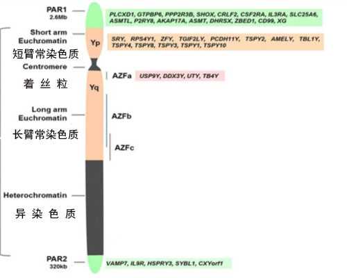 子宫腺肌症试管攻略：三代供卵加代怀方案全解析